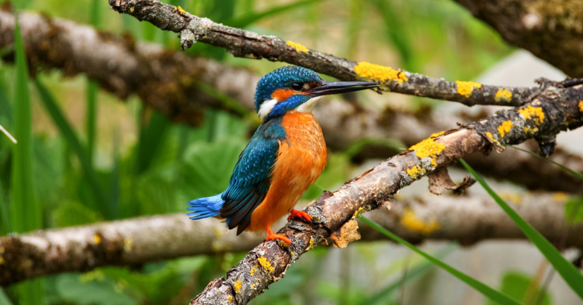 A kingfisher perched on a branch.